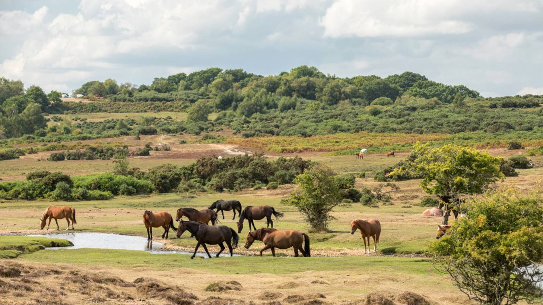 Knightwood Chase in Fordingbridge, New Forest