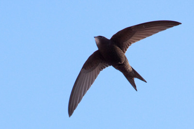 We’re putting a spotlight on swifts, with a little help from The One Show