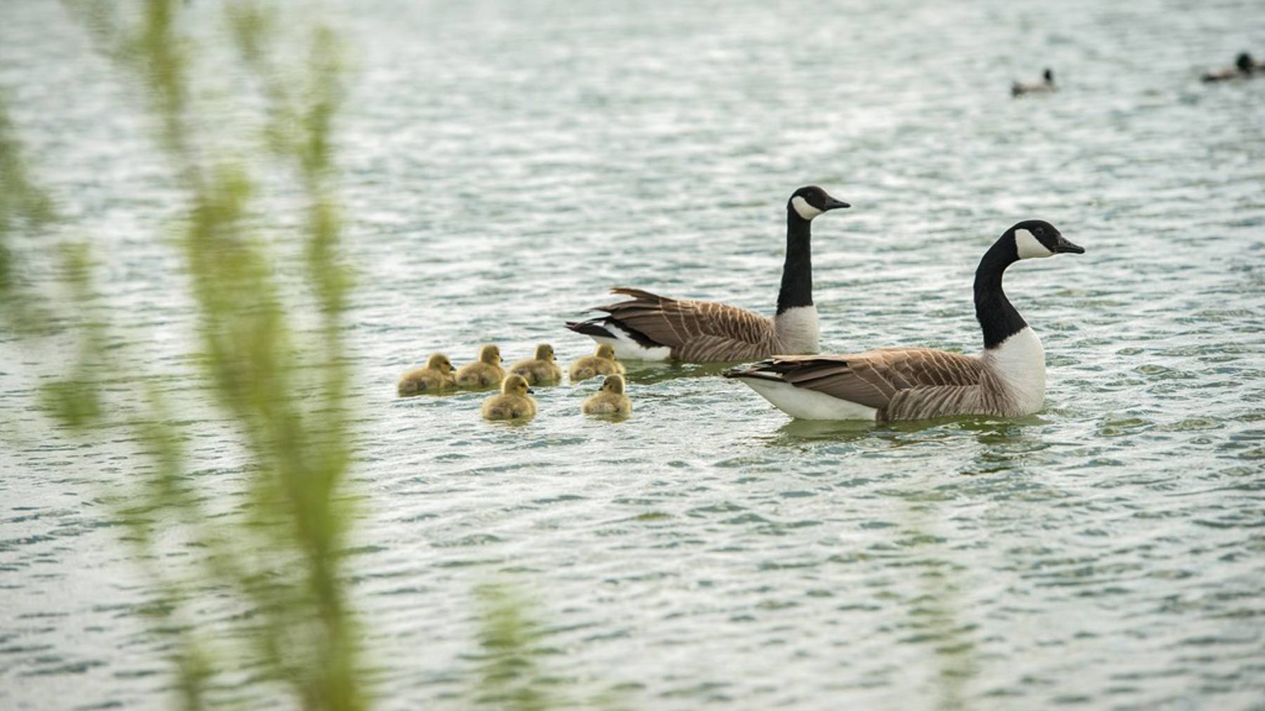 Cambridge local area_lake