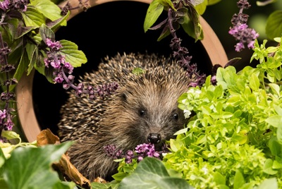 Create a wildlife friendly garden